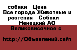 собаки › Цена ­ 2 500 - Все города Животные и растения » Собаки   . Ненецкий АО,Великовисочное с.